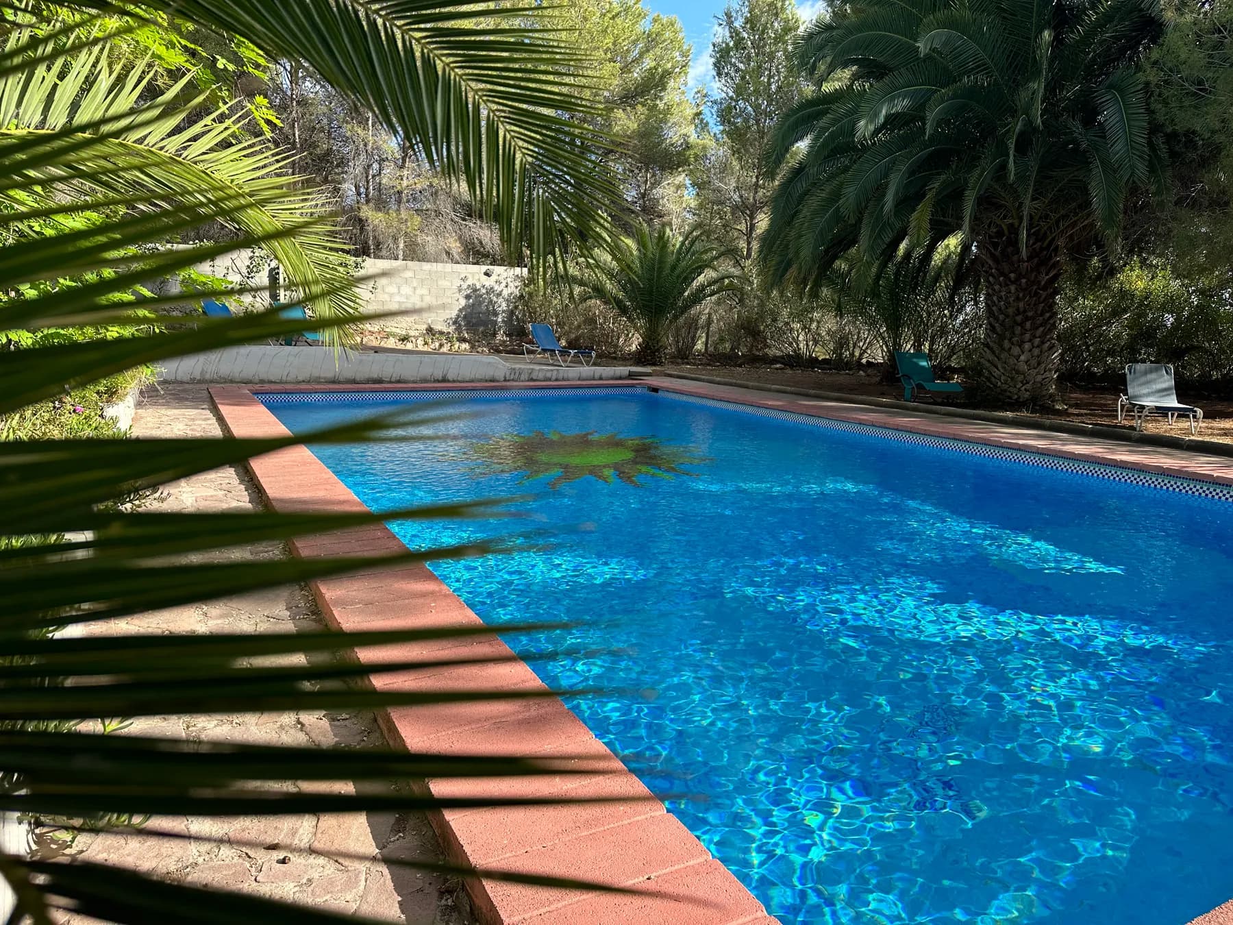 Pool framed by palm trees at the Ekko finca